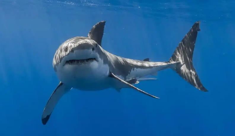 丽栢家具广场 - 首页轮播图1